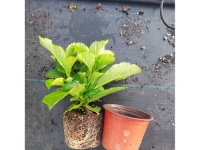 《太阳圣殿繁殖攻略》（以异世界当欧皇，掌控命运！）
