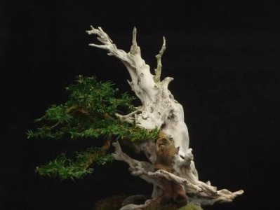 打通枯树逢春！神都夜行录通关攻略解析（掌握游戏攻略，轻松过关！）