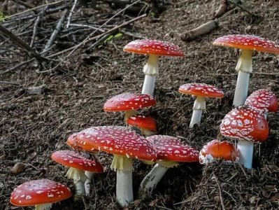 吉米的背叛流程攻略（细节如何决定成败，用解析背叛的魅力）