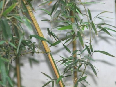 百花争妍攻略（如何培育、保养和展示花朵的较好方法）