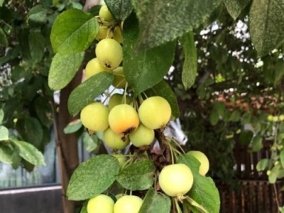 花木之强出装顺序攻略（打造无敌花木！）
